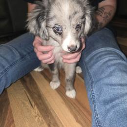 Willow - Blue merle female Miniature Australian Shepherd puppy in Arlington, Texas from CopperHead Aussies