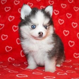 Orange - Black and white male Pomsky puppy in Centerville, Iowa from LJ Kennels Pomskies, LLC