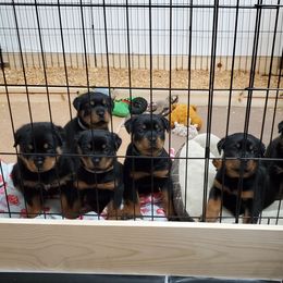 Rottweiler Puppies from Vom Corvinus Haus Rottweilers