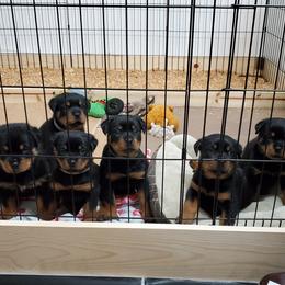 Rottweiler Puppies from Vom Corvinus Haus Rottweilers