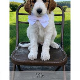 Tex - Parti male Goldendoodle puppy in State Road, North Carolina from Must Love Doodles