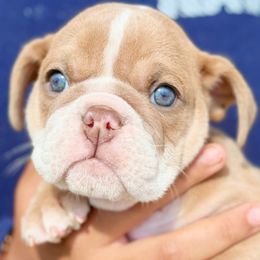 Tara - Fawn female Bulldog puppy in Fort Oglethorpe, Georgia from Jhuntfrenchies