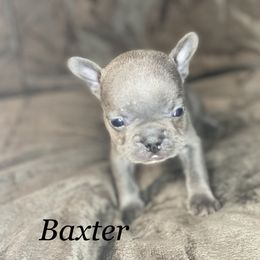 French Bulldog Puppies from Fabled Frenchies