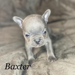 French Bulldog Puppies from Fabled Frenchies
