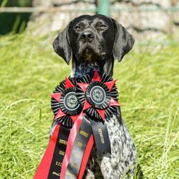 Slim - German Shorthaired Pointer