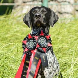 Slim - German Shorthaired Pointer