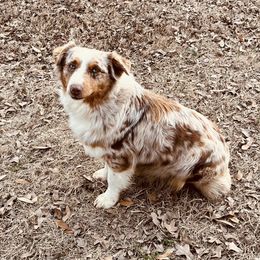 Marlee - Australian Shepherd