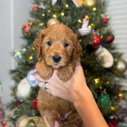 Balsam (dark green collar) - Apricot male Goldendoodle puppy in Murrieta, California from Apricot Poodles & Goldendoodles, LLC