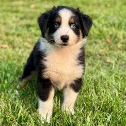 Mocha - Black tri-color male Australian Shepherd puppy in Beaverdam, Virginia from Cimmarun Farm Aussies