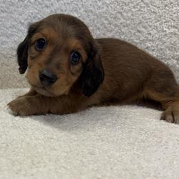 Boy 1 - Chocolate and cream male Dachshund puppy in Spokane, Washington from Dearhaven Doxie