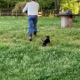 Rottweiler Puppies from Bronx Von Bridges Rottweilers