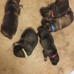 German Shepherd Puppies from Guamany K9 Vomhaus