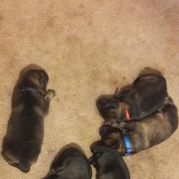 German Shepherd Puppies from Guamany K9 Vomhaus