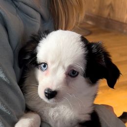 Miniature American Shepherd, Miniature Australian Shepherd, and Toy Australian Shepherd Puppies from Dusty Spring Australian Shepherds