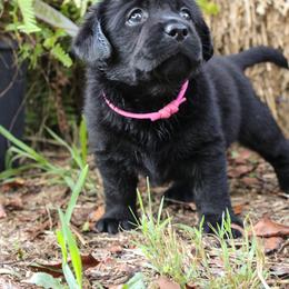 Labrador Retriever Puppies from Pride of the Southland Labs