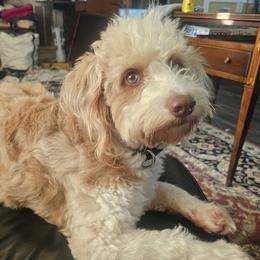 Maggie - Aussiedoodle