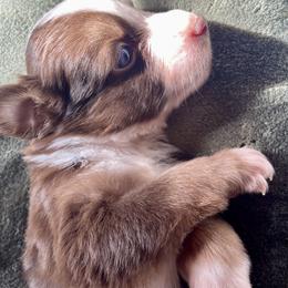 Harvest - Red tri male Miniature Australian Shepherd puppy in Kentucky from Natural Life Ranch
