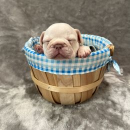French Bulldog Puppies from Cali Rooted Bullyz