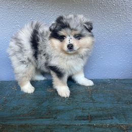 Pomsky Puppies from Midnight Sun Pomskies