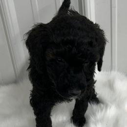 Pink - Sale Pending - Black female Poodle puppy in Hamilton, Ohio from Grandview Farm