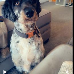 Major - Bernedoodle