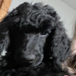 Penne - Purple Collar - Black Poodle puppy in Rock Falls, Illinois from O'So Sharp Dogs