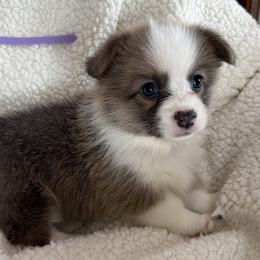 Lavender Girl - Red female Pembroke Welsh Corgi puppy in Thompsonville, Michigan from Braidwood Corgis