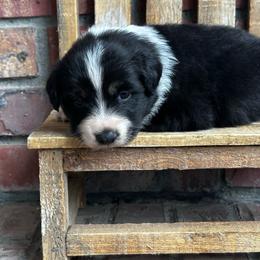 BTM - Black tri male Miniature Australian Shepherd puppy in Lexington, Nebraska from Osborne's Aussies