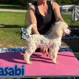 Wasabi - White male Poodle puppy in Tallahassee, Florida from Brivali Poodles