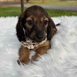 Jet - Red male Dachshund puppy in Ontario, Oregon from Get A Long Little Doggie