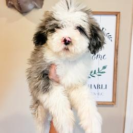 Ms Country - Merle female Sheepadoodle puppy in Sulphur Bluff, Texas from V6 Ranch Dogs