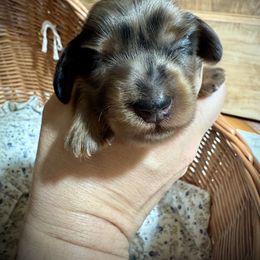Nikolai - Dapple male Dachshund puppy in Bennett, North Carolina from Cherished Dachshunds