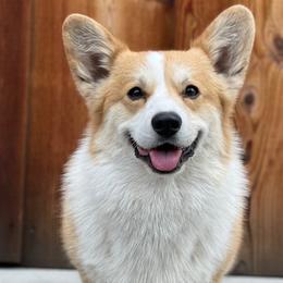 Moonshine - Pembroke Welsh Corgi