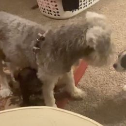 Miniature Schnauzers from Dawn McCumber