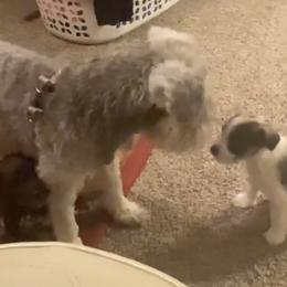 Miniature Schnauzers from Dawn McCumber