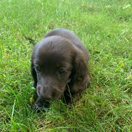 Boy 1 - Black male Dachshund puppy in Vinton, Iowa from Lerch Family Dachshunds