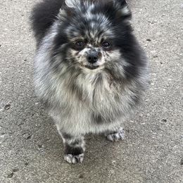 Bonnie - Pomeranian