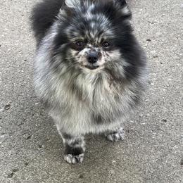Bonnie - Pomeranian