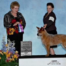 Australian Cattle Dog Puppies from Stockman Australian Cattle Dogs