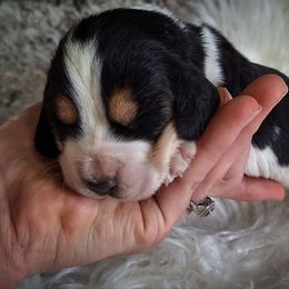 Ebony - Black brown and white female Basset Hound puppy in Mack's Creek, Missouri from Mack's Creek Basset Hounds