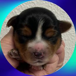 AKC Milo - Black and gold male Yorkshire Terrier puppy in Bonney Lake, Washington from Enchanted Yorkies