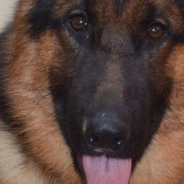 German Shepherds from Blauen Bergen