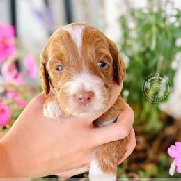 Everly - Apricot female Goldendoodle puppy in Mahomet, Illinois from Jordan Family Doodles