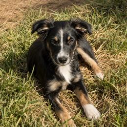 Orion - Black tri male Miniature Australian Shepherd puppy in Macomb, Missouri from Show Me MO Aussies