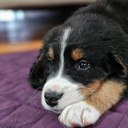 Bernedoodles from Doodle Dandy Puppies