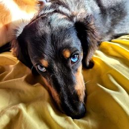 Dexter - Dachshund