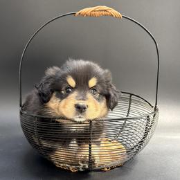 Opal - Black tri female Miniature Australian Shepherd puppy in Covington, Pennsylvania from Rigas Mini Aussies LLC