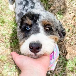 Becca - Bernedoodle