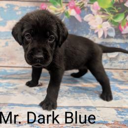 Mr Dark Blue - Black male Labrador Retriever puppy in Lebanon, Pennsylvania from Robertson's Retrievers and Doodles