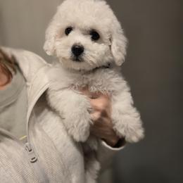 Bichon Frise Puppies from Beloved Bichon